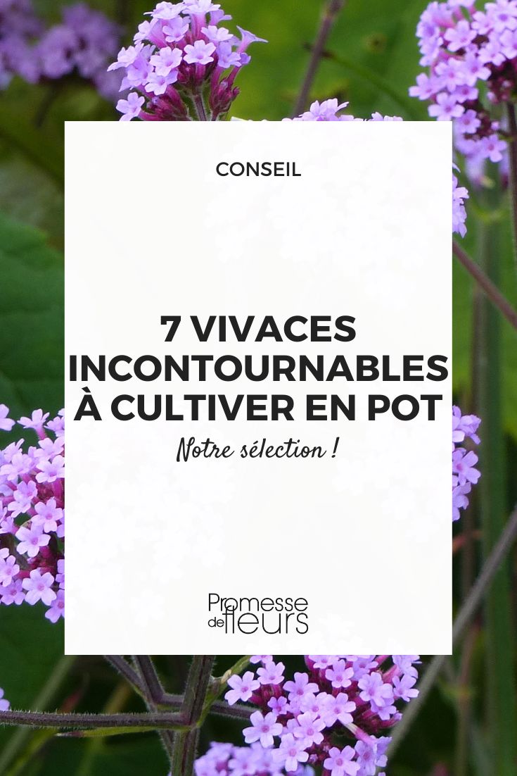 Verbena bonariensis ‘Lollipop’ - Dwarf Buenos Aires Verbena