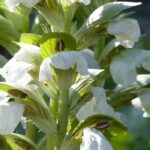Acanthus: the most beautiful varieties to discover