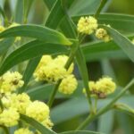 6 yellow-flowering trees you should have in the garden