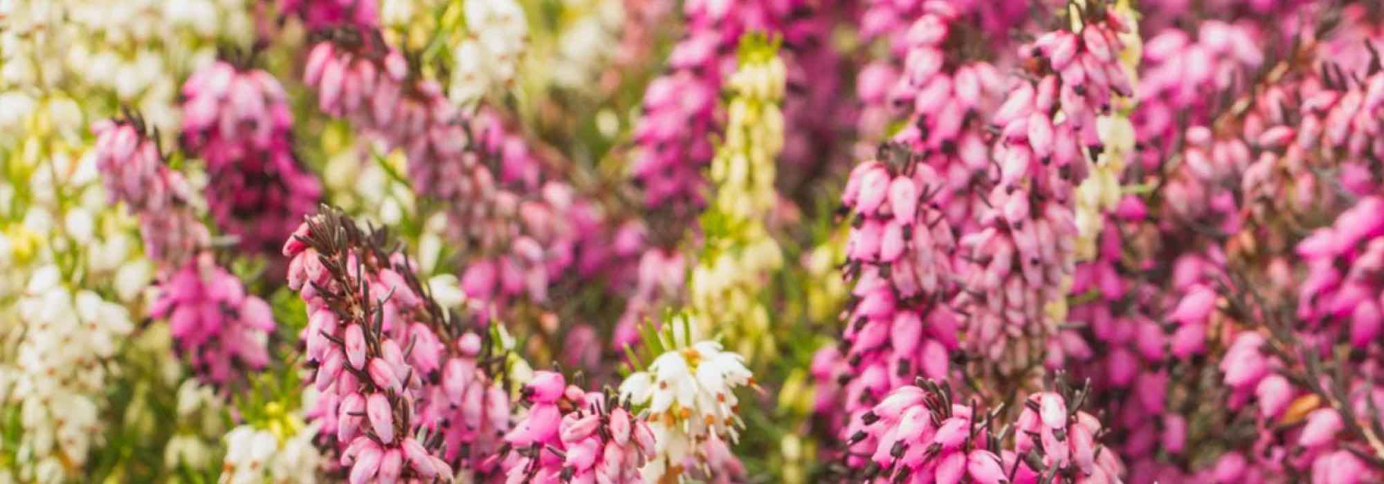 5 groundcover shrubs that flower in summer