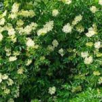 7 easy and foolproof bushes for beginner gardeners