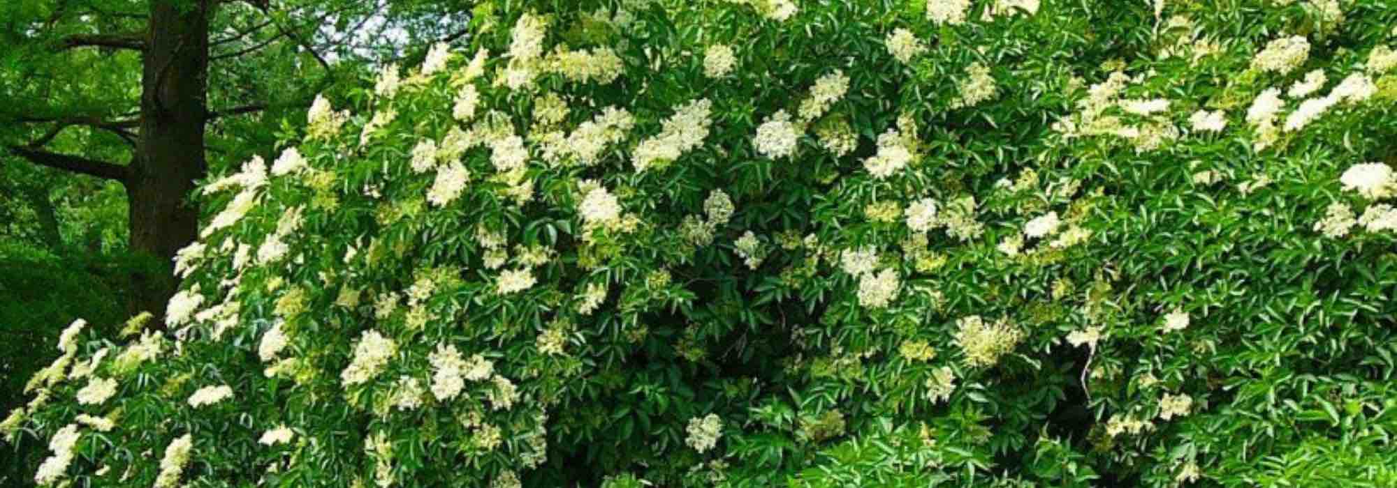 7 easy and reliable shrubs for beginners