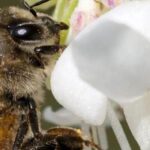 Melliferous bushes: a valuable aid to biodiversity