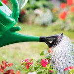 How often should you water your garden in summer?