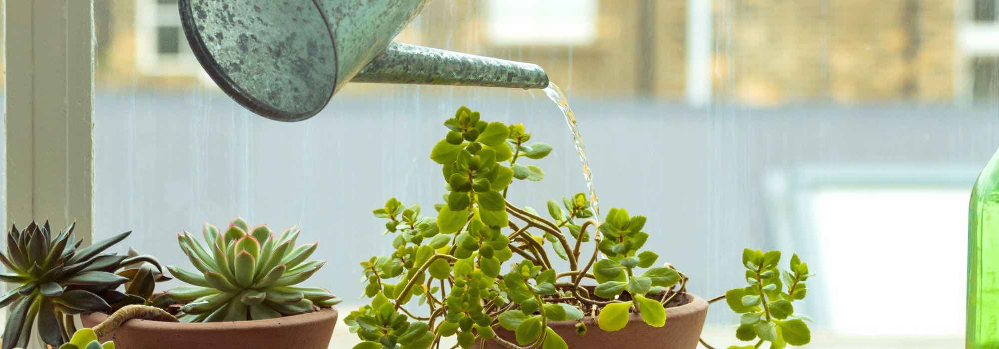 The secrets to successful watering: 7 golden rules for your indoor plants