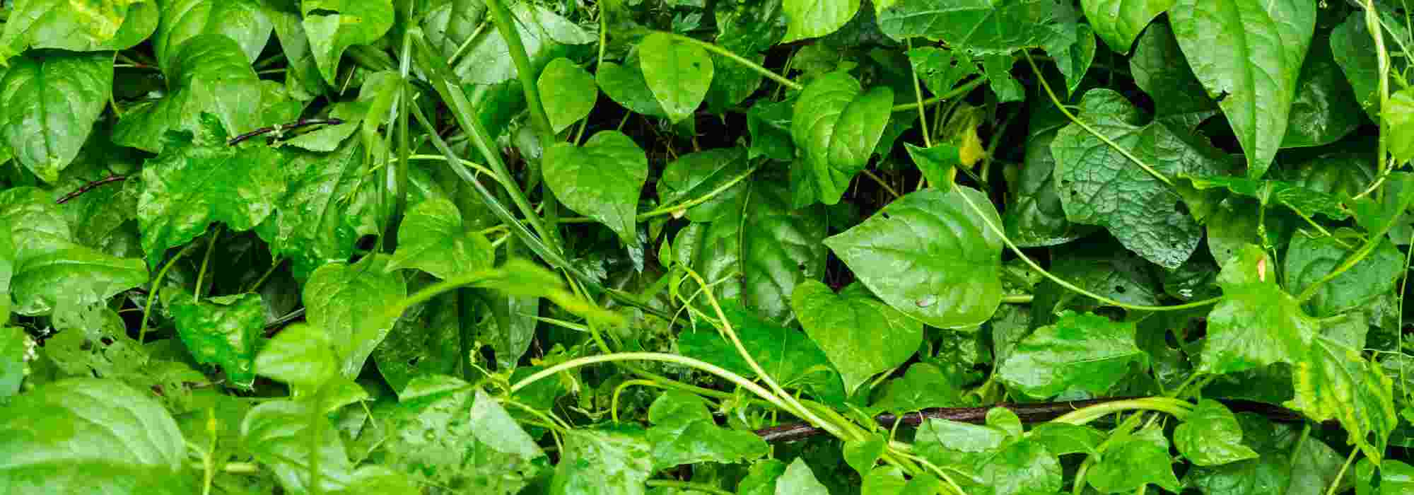 Our tips for growing basella or Malabar spinach