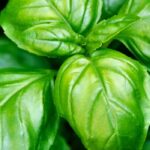 Our best tips for successful basil cultivation
