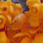 Berberis: 5 easy and colourful varieties to grow in pots