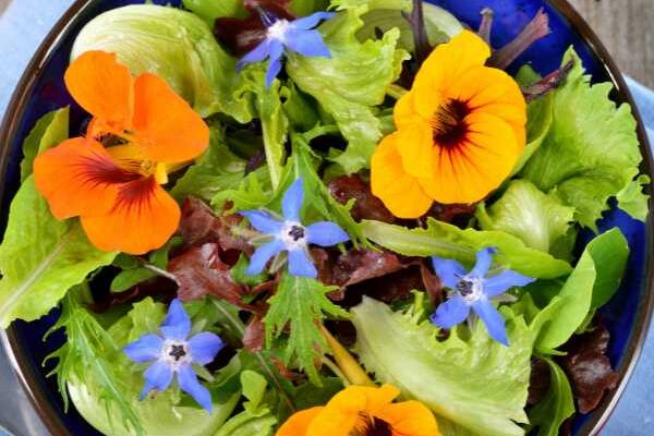 How to use nasturtium in cooking?