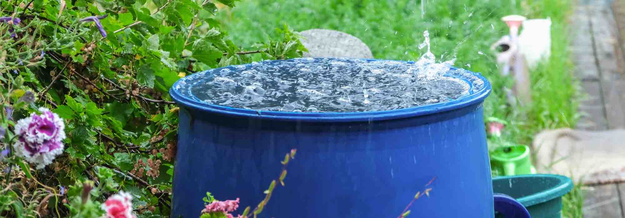 Tap water, rainwater or demineralised water: which is best for watering plants?