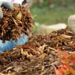 How to lay mulch properly?