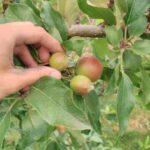 Why and how to thin fruit trees?