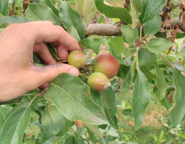 Why and how to thin fruit trees?