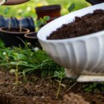 Which fertiliser should I choose for my perennial plants?