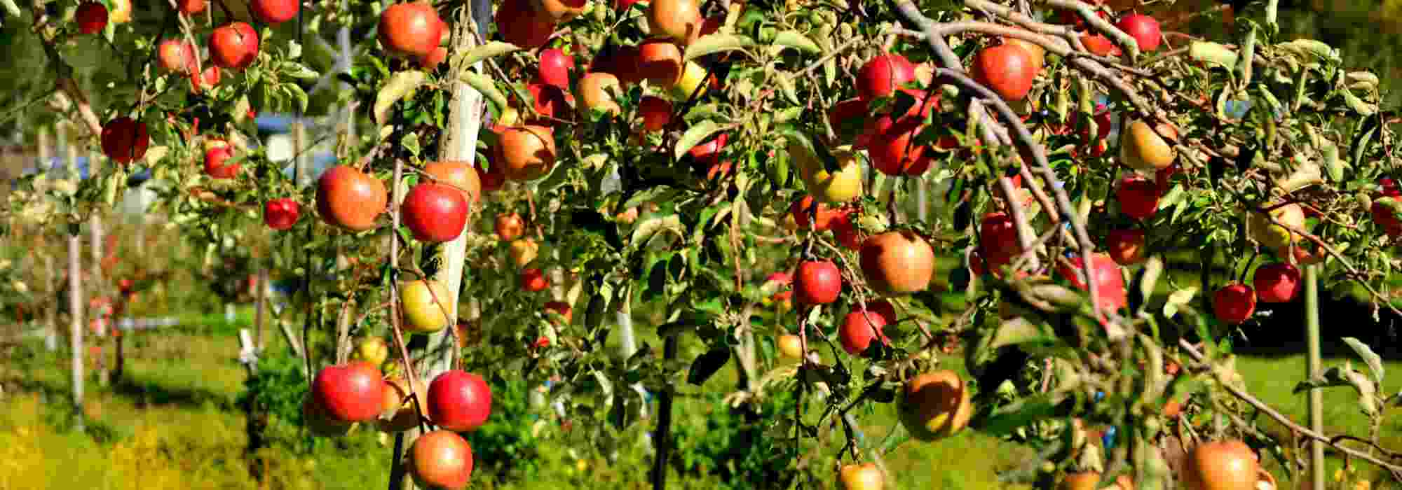 Which fertilisers to choose for fruit trees?