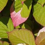 Five climbing plants with stunning foliage