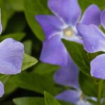 Invasive periwinkle: how to control its spread or eradicate it?