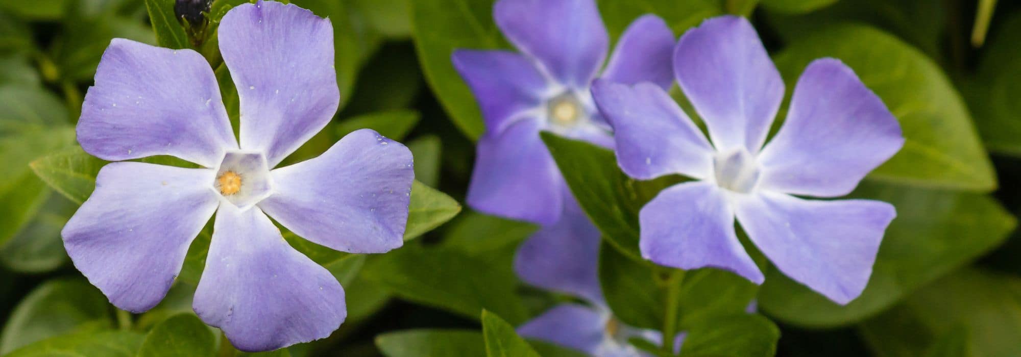 Invasive periwinkle: how to control its spread or eradicate it?