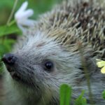 A hedgehog in the garden: a valuable ally for biodiversity