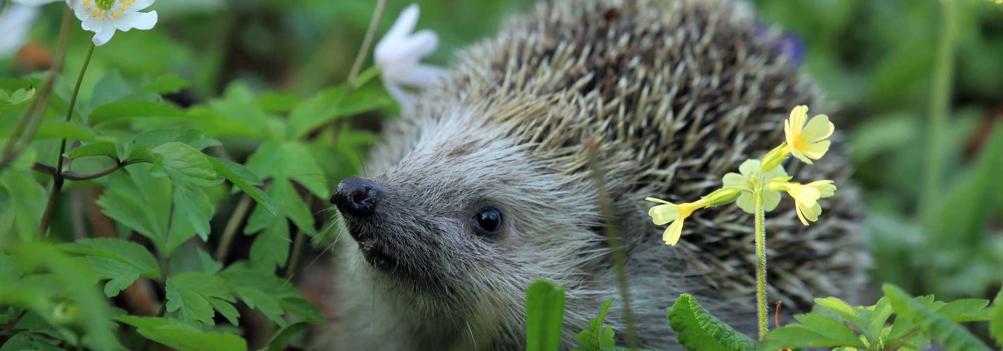 A hedgehog in the garden: a valuable ally for biodiversity