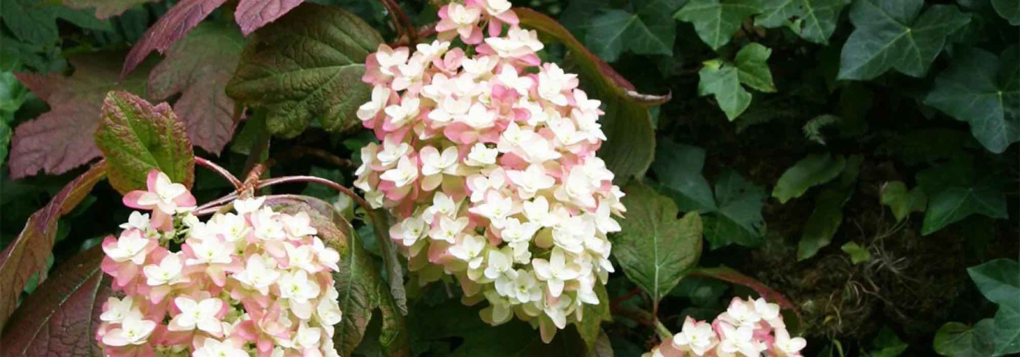 How to choose a Hydrangea?