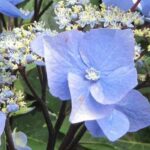 7 beautiful Lacecap Hydrangea varieties