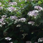 Which hydrangeas thrive in shade?