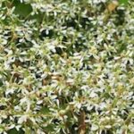 Self-cleaning flowers: a solution for a low-maintenance garden