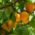 Why isn't my apricot tree fruiting? Causes and solutions.