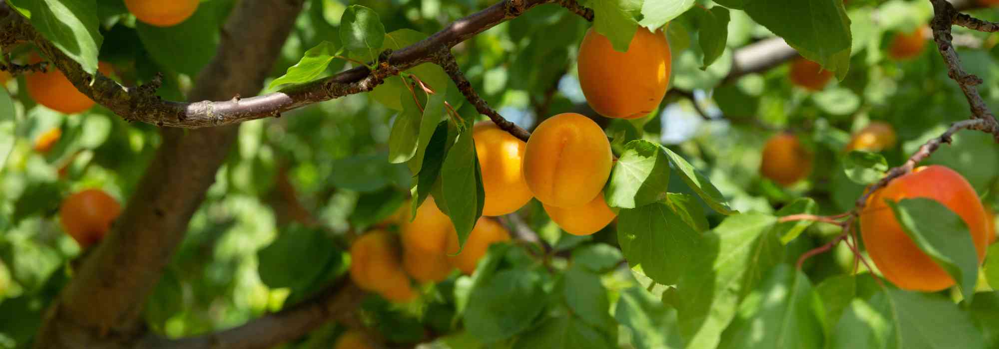 Why isn't my apricot tree fruiting? Causes and solutions.