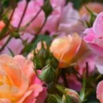 5 rose bushes with bi-coloured flowers for an elegant and original garden