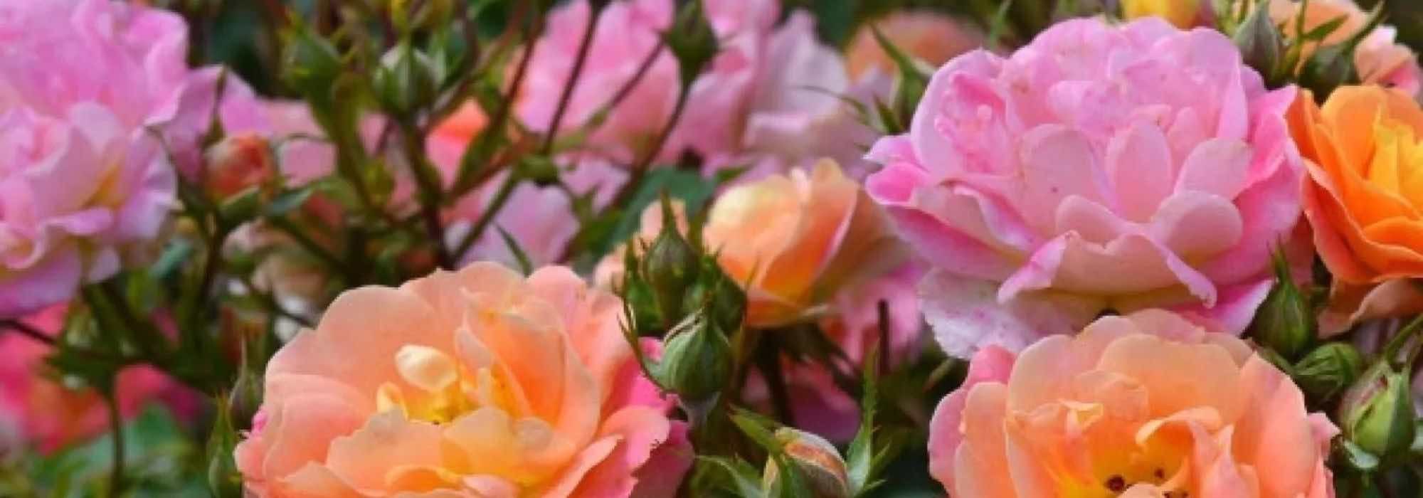 5 rose bushes with bi-coloured flowers for an elegant and original garden