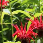 The best aromatic perennials for a beautiful and useful garden