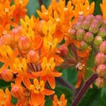 Create a lush and exotic garden with these 7 exotic perennials