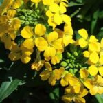 Plant these fragrant perennials to perfume the garden