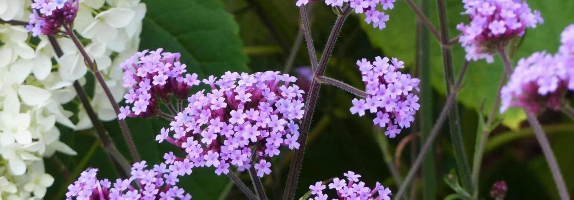 Terraces and balconies: 7 must-have perennials to grow in pots