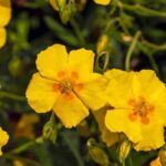 7 essential perennials for a successful rock garden