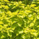 7 golden-leaved trees