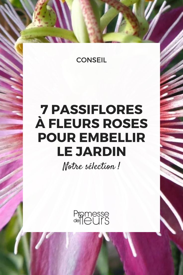 'Anastasia' Passion Flower