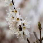 Abeliophyllum: planting, growing and caring