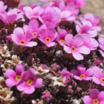 Androsace: cultivation, planting, care