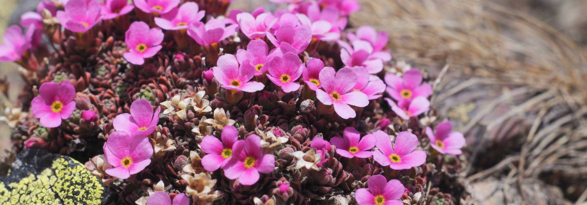 Androsace: cultivating, planting, and care