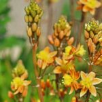 Bulbine: Planting, Growing and Caring