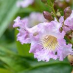 Chitalpa tashkentensis: planting, pruning, care