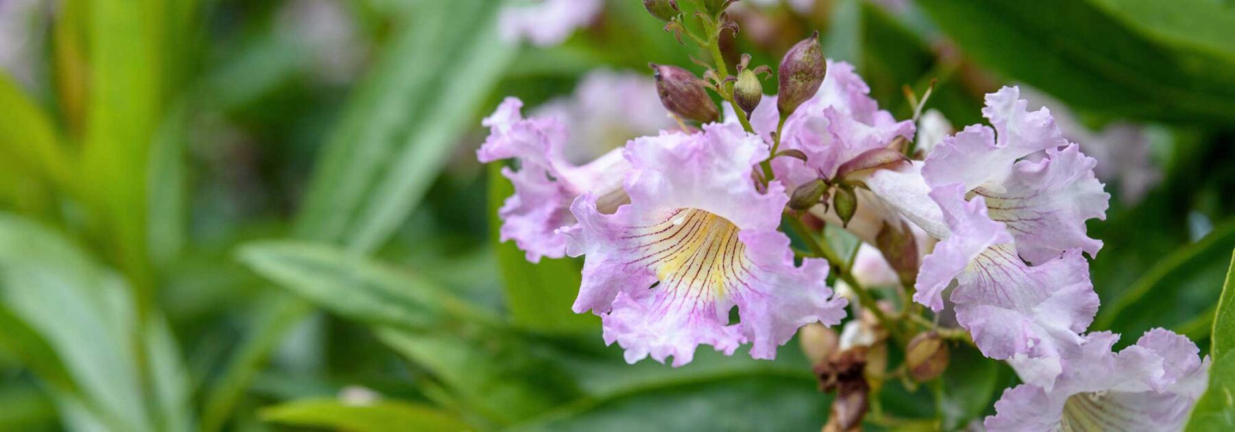 Chitalpa tashkentensis: planting, pruning, care