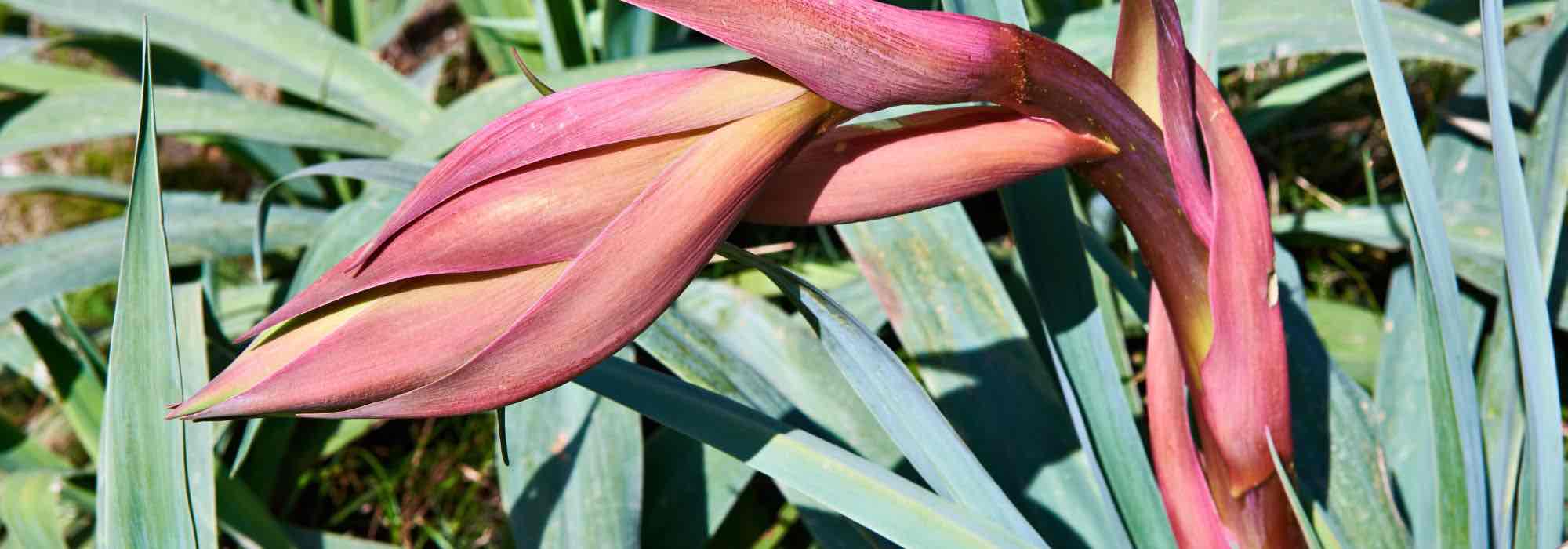 Choosing a Beschorneria