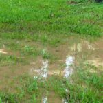 How to drain a lawn that is too wet?