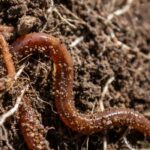 Soil life decoded: understanding its essential role in the garden