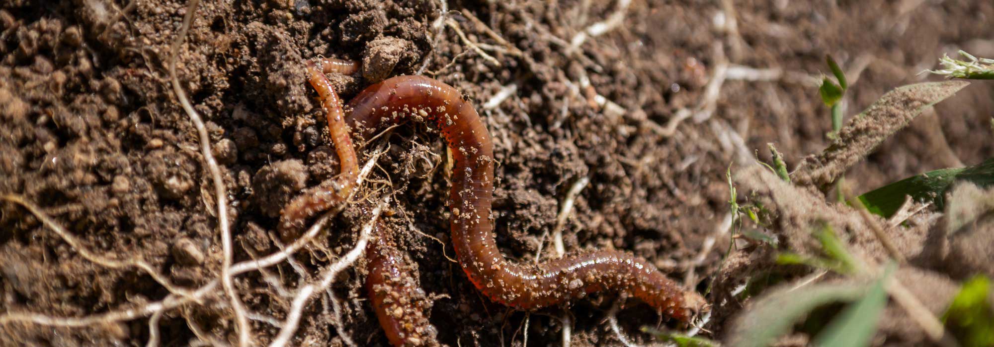 Soil life decoded: understanding its essential role in the garden.
