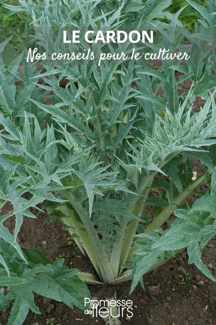 Artichoke Thistle Growing